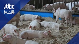 충남 보령서 돼지열병 의심 신고…결과는 오늘 밤 발표