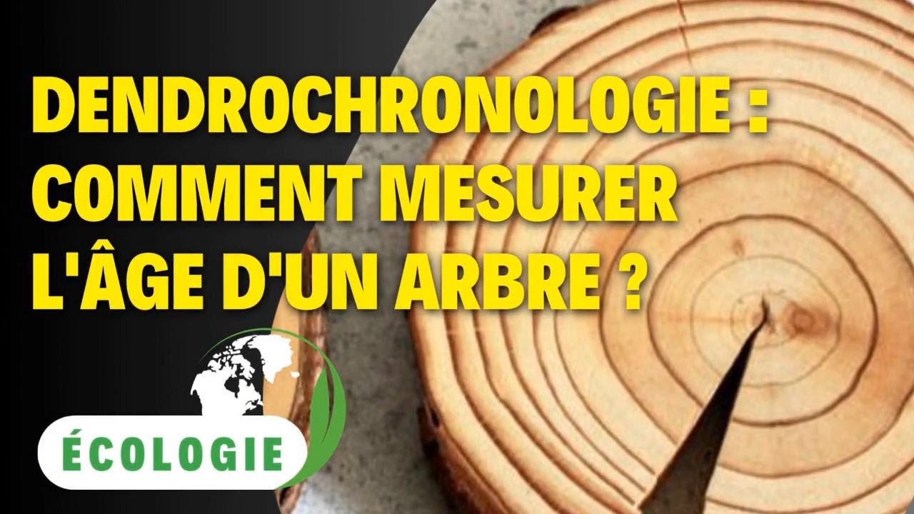 Dendrochronologie Comment mesurer l'âge d'un arbre ? YouTube — free download