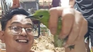 cuci gudang semua jenis burung habiskan obral semuanya yuk