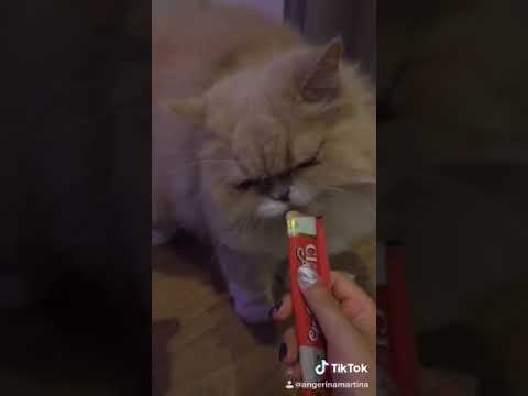 ขนมแมวเลีย น้องโชอิ กับพี่โนริ
