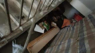 台风中捡到两只小猫咪，这么小如何是好？