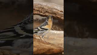 Desde mí Refugio 🏕️ Pinzón Real 🐦#fauna #wildlife #video