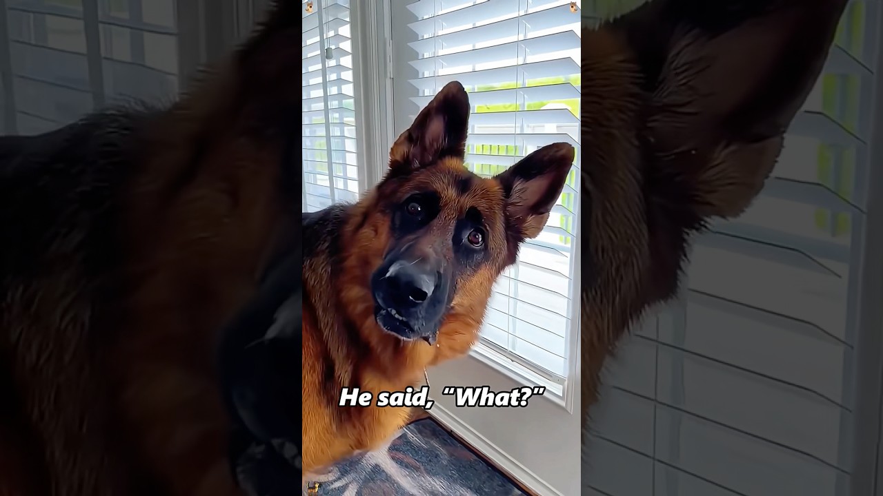 Funny German Shepherd Dogs 🐶🤣🥰🤪#funny #funnypets #doglife #doglife #foryoupage #funnyanimals