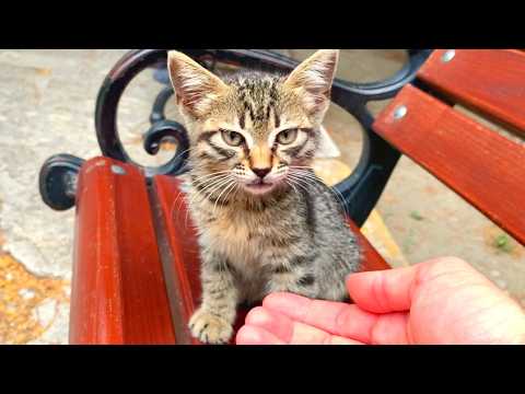 😢🐱 Hungry and Homeless in the Park! Kitten Needs Help
