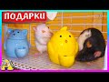 Мой день с Крысами / ДАРЮ Подписчикам Подарки / Alisa Easy Pets