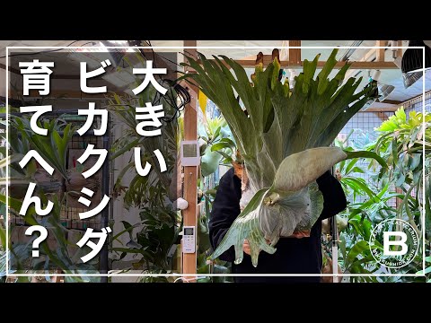 ビカクシダ MW7 村長の直売所 中株サイズ 根張りバッチリ生育良好