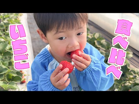 道の駅でいちご狩り！8品種のいちごを食べ比べ！衝撃のストロベリーランド筑西🍓