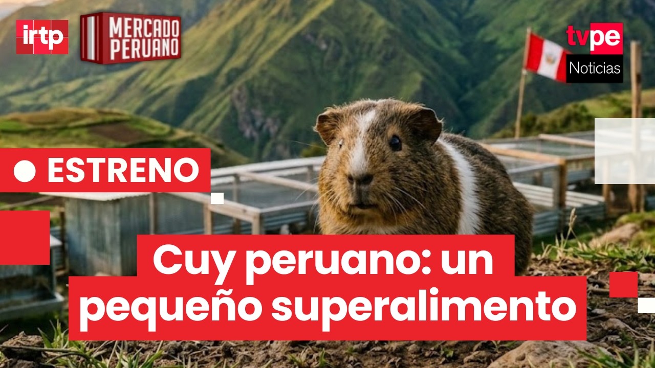 De los Andes al mundo: el cuy peruano se tecnifica y crece sin límites