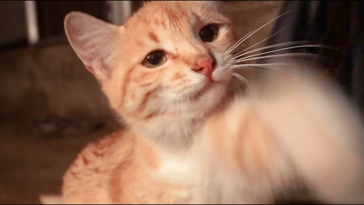 길냥이를 돌보면 이런 일까지 겪게 되네요