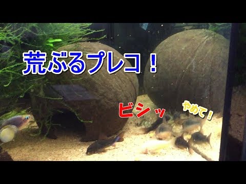 荒ぶるプレコ コリとの混泳はいかに 熱帯魚水槽 Youtube