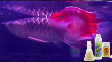 Cá rồng chúi nổi lưng và cách chữa của Mrbiofish