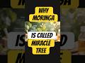 Why Moringa Is Called The “Miracle Tree” 🌿 #Moringa #MiracleTree
