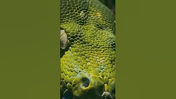 #gtp #aru #biak #greentreepython #python #pythons #snake #snakes #snek #reptile #reptiles