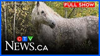 $35,000 reward to find wild horse's killer | CTV News Edmonton at 11:30 for July 10, 2026 screenshot 5