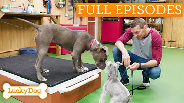 Anxious Pit Bull Learns Socialization Skills | Lucky Dog Double Episode