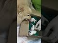 Poochie gave birth to three white pomies! 😍🫶🏻10-1-17 #pomeranian #pets #cute