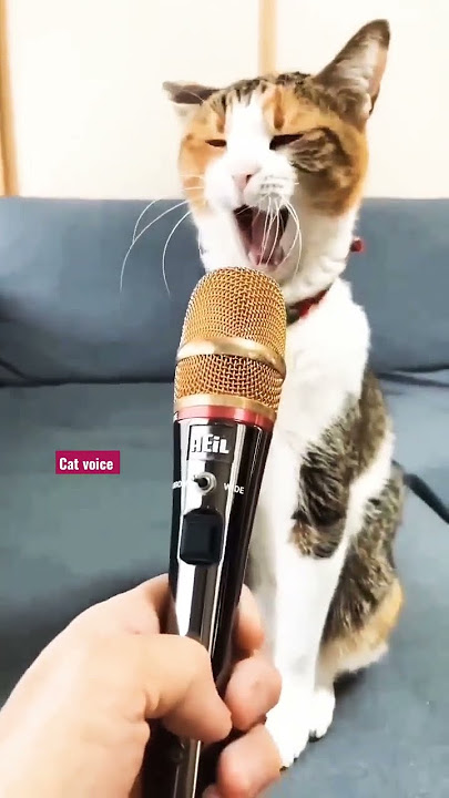 #aise bolti hai billi# short video #funny video  bhaooo