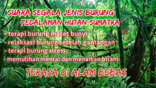 suara alam pedalaman hutan rimba sumatra jadikan burung fress dan gacor kembali #burungkicau