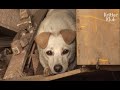 Dog Saves Family From Landslide But Lost Her Puppies (Part 1) | Animal in Crisis EP40