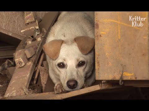 Video: Artis Menambahkan Hewan Peliharaan ke Lukisan Bersejarah dalam Gaya Realistis Hiperis