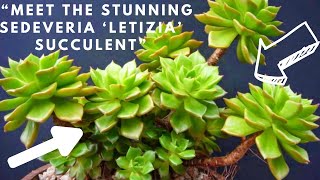 Unlock the Secrets of Sedeveria ‘Letizia’: A Mesmerizing Succulent Journey