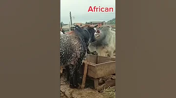 Latest Price Of Livestock In Nigeria Before Ileya 2025 Marketvlog Ramayan Costoflivinginnigeria 
