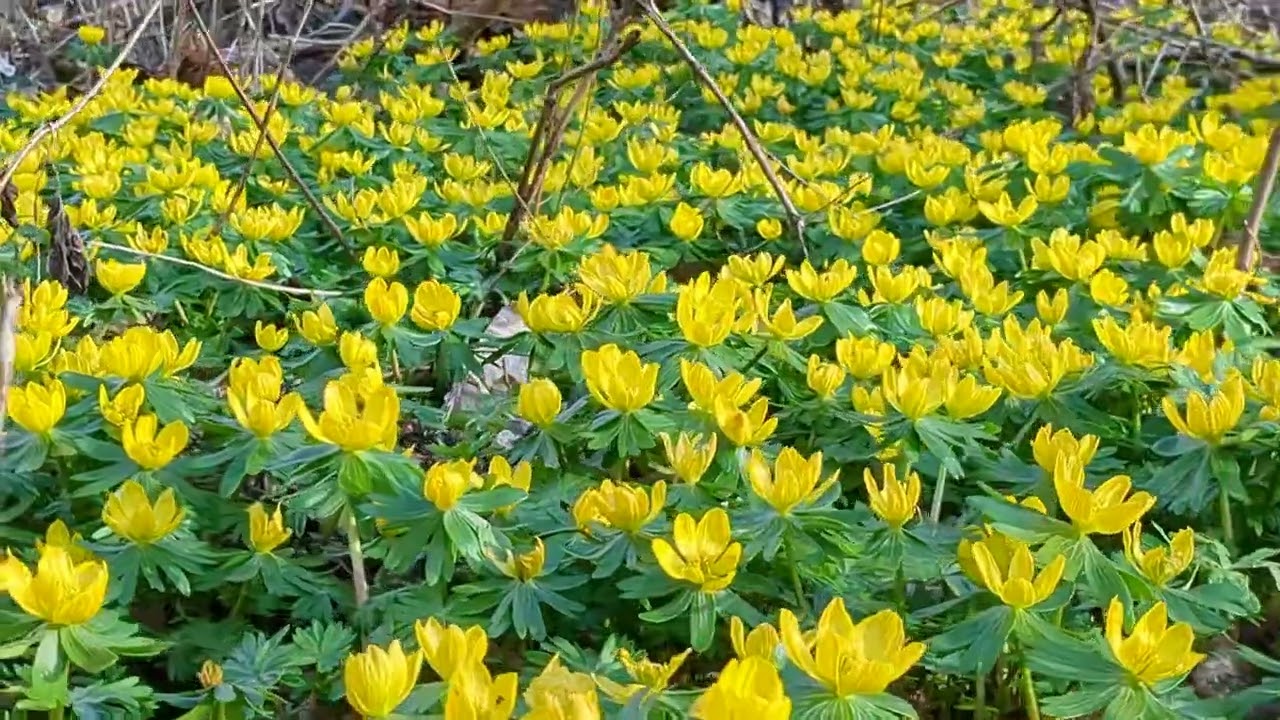 Die ersten Frühjahrsboten sind da: Winterlinge