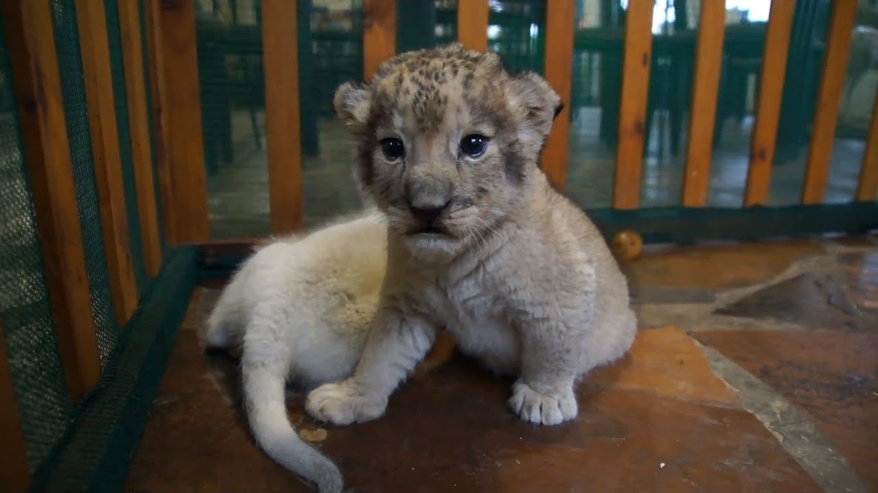 Skyla And Coby , 2 weeks lion cubs - YouTube
