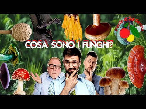 Cosa sono i funghi?