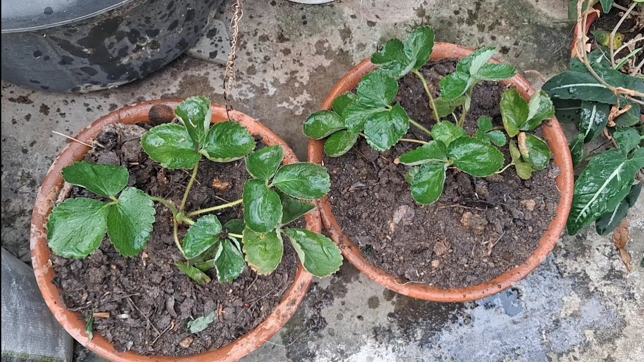 DON’T USE Wrong Soil! Best Potting Mix for Strawberry Plants!9. 🍓 Strawberry Plant नहीं बढ़ रहा? 