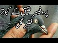 Ustad professor bakheet al rumaithi world fiquar gul pigeons