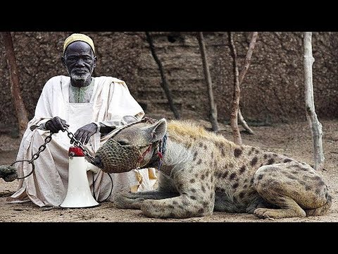 Video: Cum Să ții Un Animal Exotic Acasă