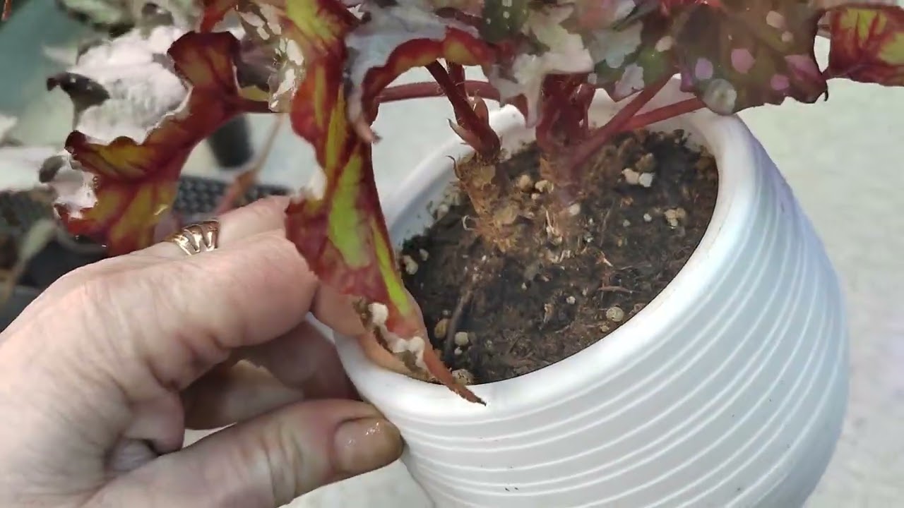 Обработка бегоний🌿