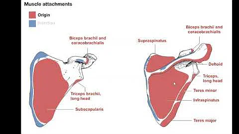 Lecture 9.1 Muscle Intro Origins Insertions