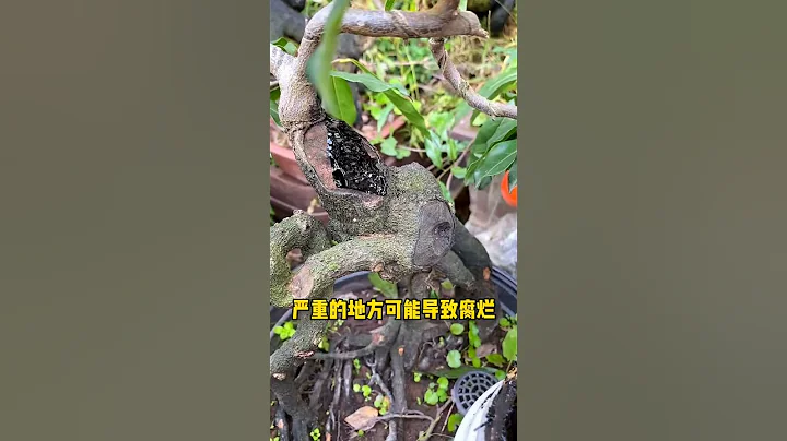 金彈子老鴉柿修剪後留下的截口怎麼處理  #癒合劑 #盆景養護 #好物推薦 - 天天要聞