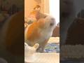サイレンかと思ったらモルモットの鳴き声だった