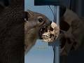 Which Animal Can Crush a Human Skull in ONE Bite? 😨🦴... #facts #animals #wildlife #youtubeshorts