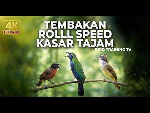 Cucak Jenggot Gacor Ngebeset \u0026 Ngepik Rapat Buat Masteran Murai \u0026 Cucak Ijo Juara #Besetan #Malaysia