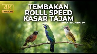 🔴 Live Cucak Cungkok Super Gacor Kasar vs Cucak Jenggot Gacor Speed Ngetril vs Tepus Kepala Abu