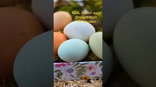 All natural Easter eggs, straight from the hen, no dye needed! #easteregger #chickens