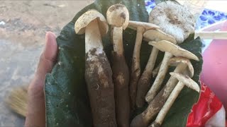 Large mushroom picking, Maha Sarakham, big legs