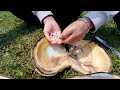 Pearl girl finds mussels with pearls in rapids, so lucky