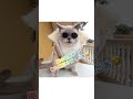 【俺ら東京さ行くだぁ/吉幾三】歌ってみた✨ #shorts #猫