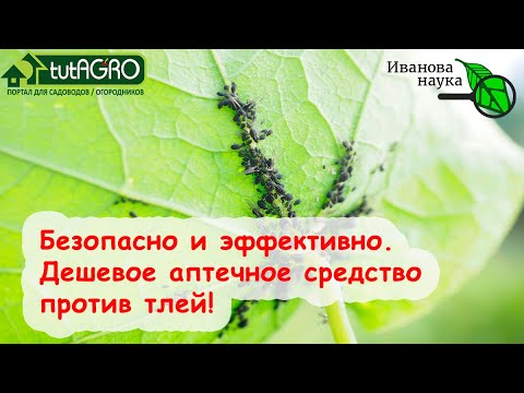 ИЗБАВЬТЕСЬ ОТ ТЛЕЙ НА ЛЮБЫХ РАСТЕНИЯХ ДАЖЕ ВО ВРЕМЯ ПЛОДОНОШЕНИЯ! Безопасный способ уничтожить тлю.