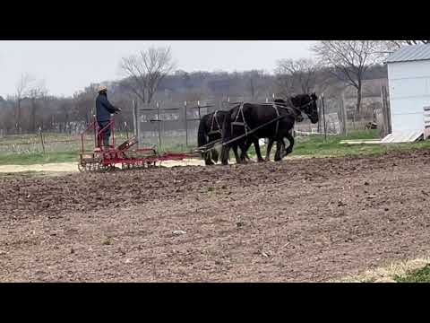 Video: Yuav hais horsing ncig?