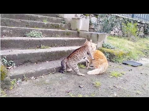 Funny Cat Videos Compilations - My Cat Videos