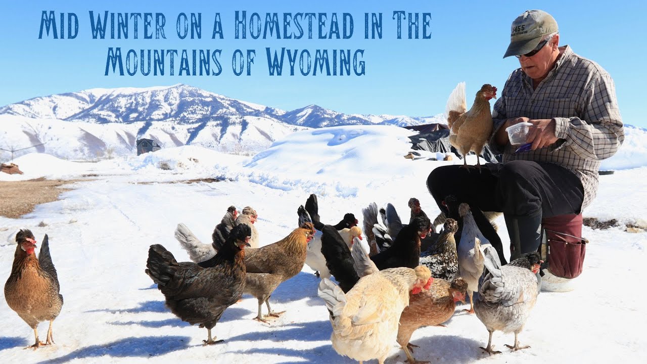 Mid Winter on a Homestead in The Mountains of Wyoming - Snow, Below 0, Poultry, Wild Things, & More