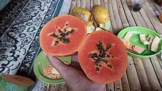 pepaya yang lebih manis dari pepaya california