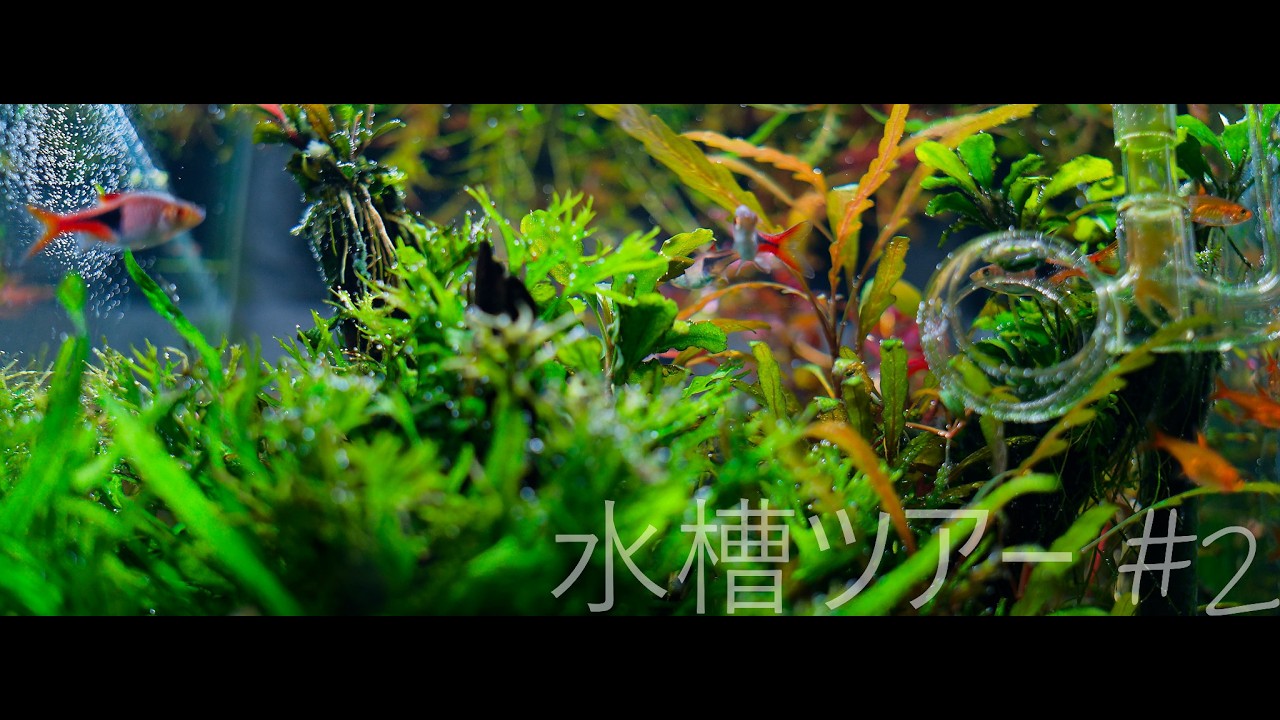 水槽ツアー #2 - YouTube