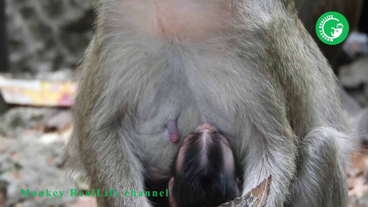Amazing Newborn Baby Monkey, Milking and Looking So Cute, Monkey Group Heidi